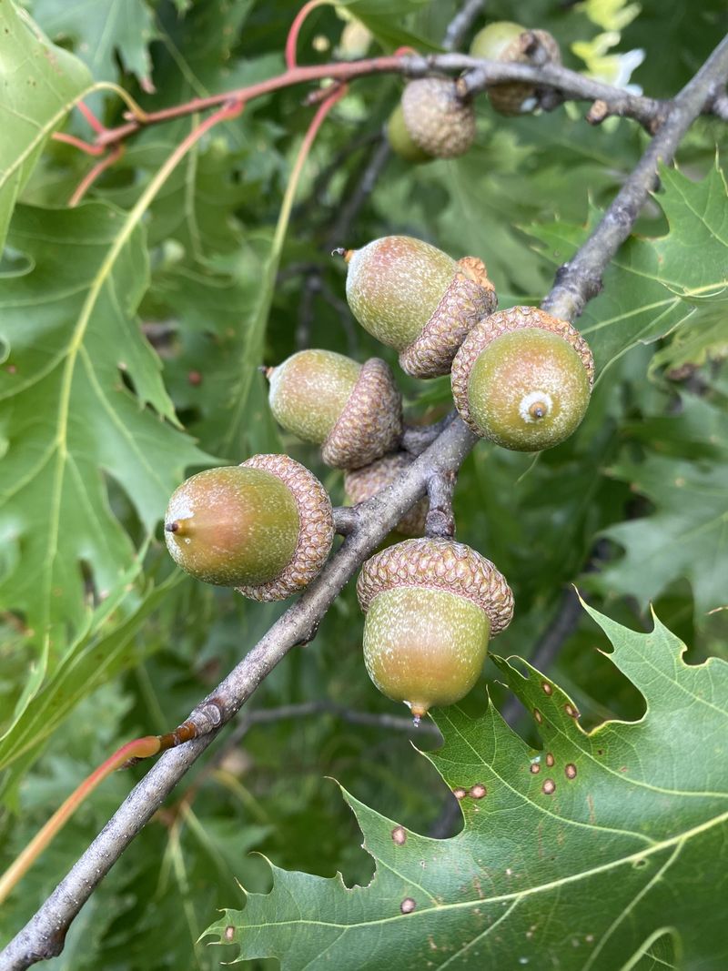 Oak Trees Are Having a Mast Year