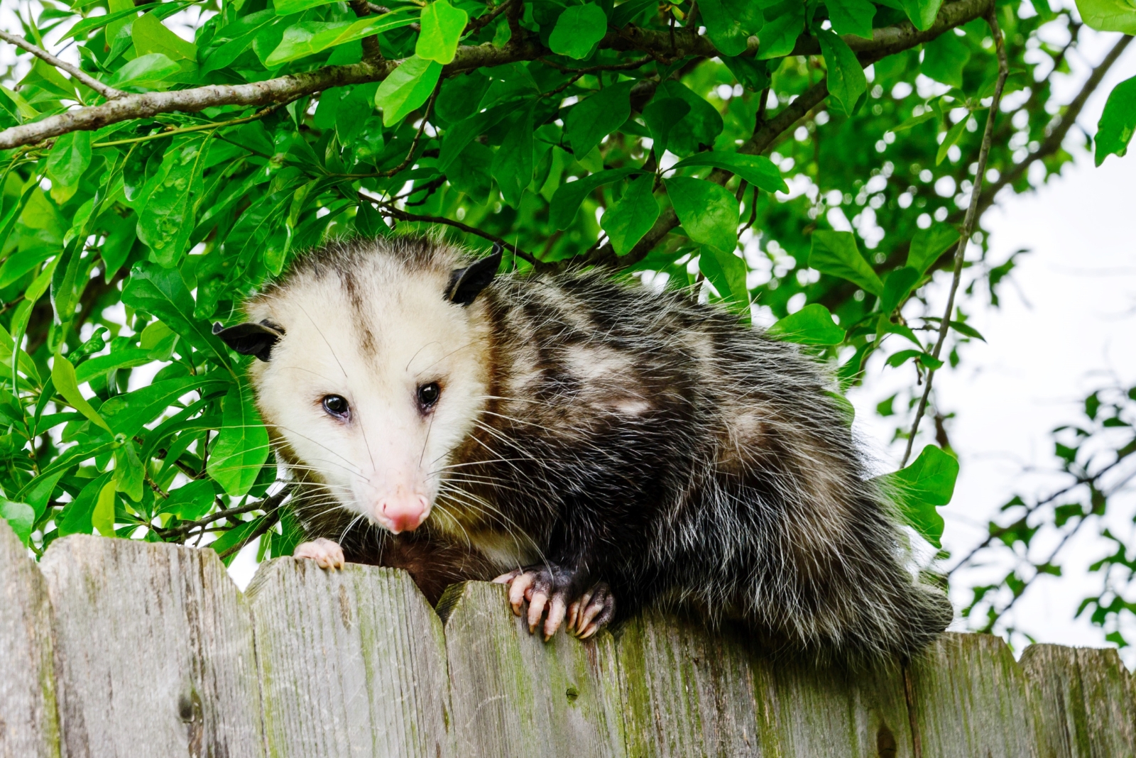 7 Reasons You Shouldn’t Be Too Quick To Remove Possums In South Carolina