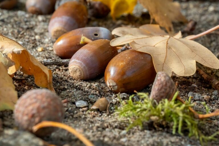 Acorns and Autumn Leaves on Forest Floor