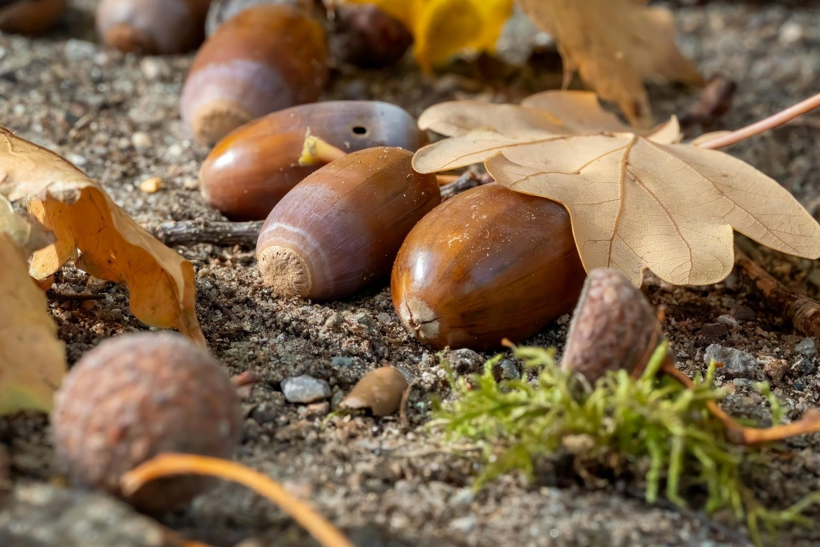 7 Reasons You’re Seeing More Acorns Than Usual This Year In Texas