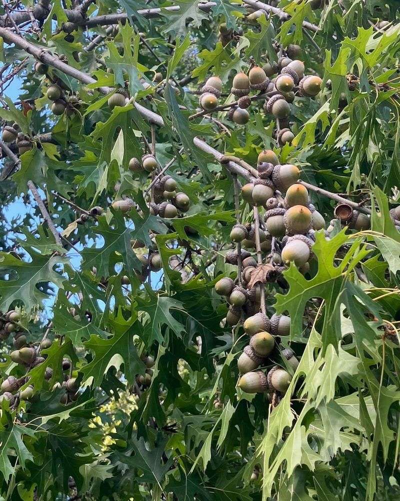 Perfect Weather Conditions Last Spring