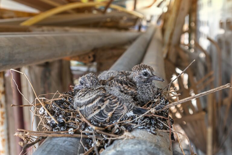 bird nest (featured image)