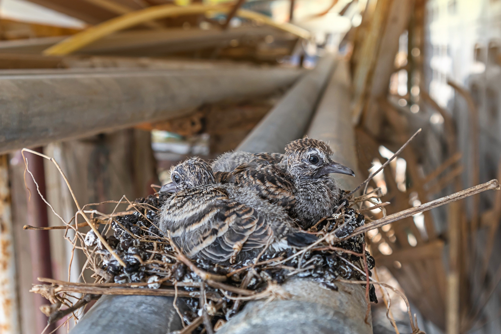 bird nest (featured image)