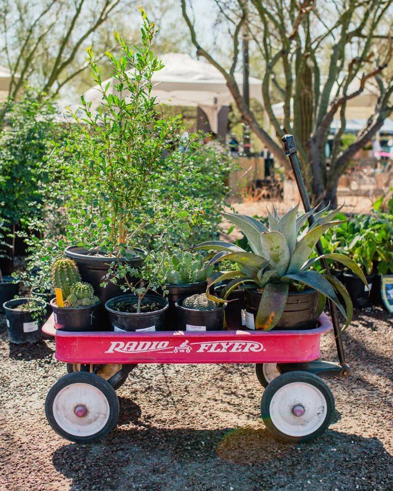 Plant Drought-Tolerant Natives In Fall