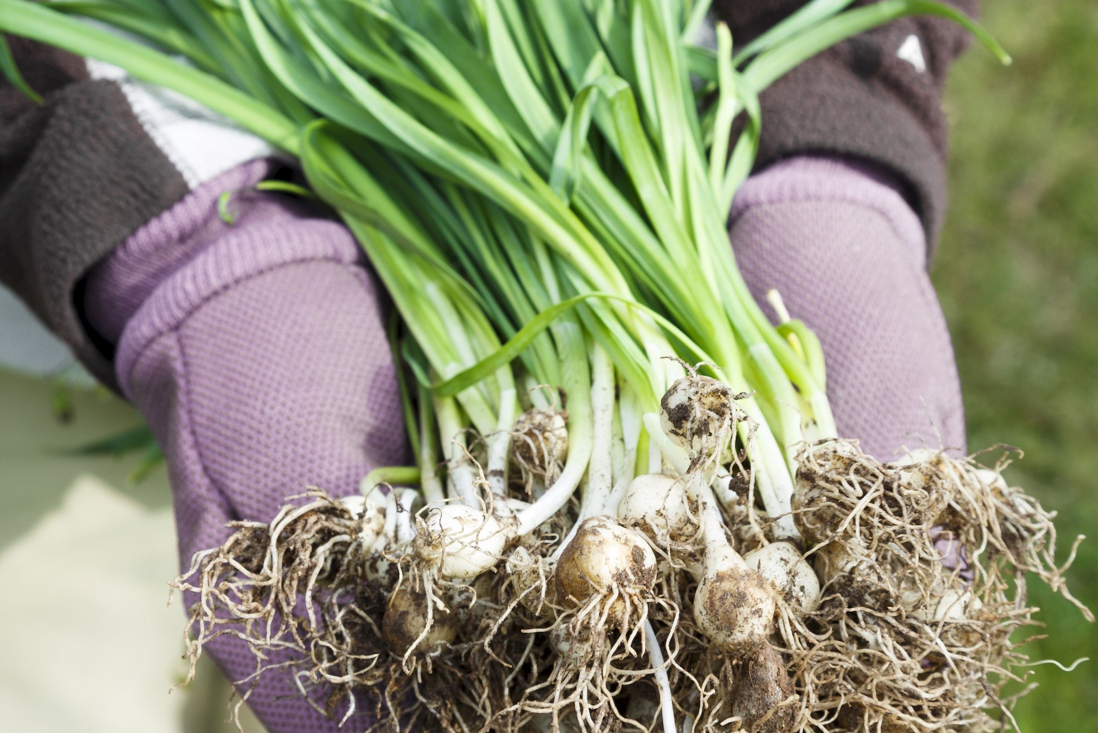 7 Signs It’s The Right Time To Divide Perennials This Fall In Ohio