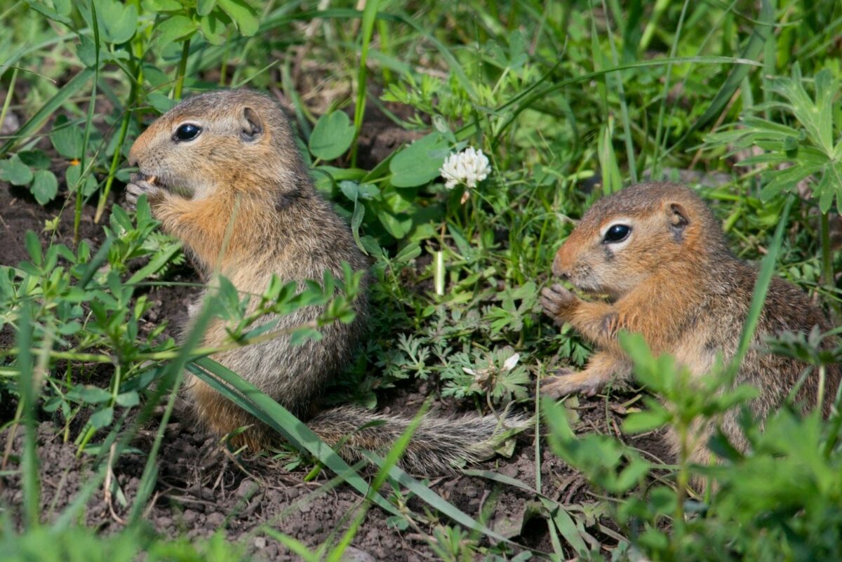 7 Simple Natural Ways To Keep Gophers Out Of Virginia Yards