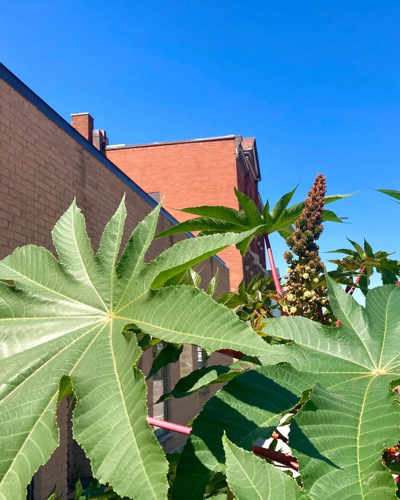 Plant Castor Beans Around Your Property