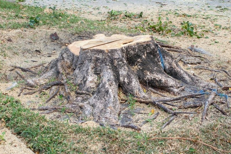 Assess The Stump Size And Root System