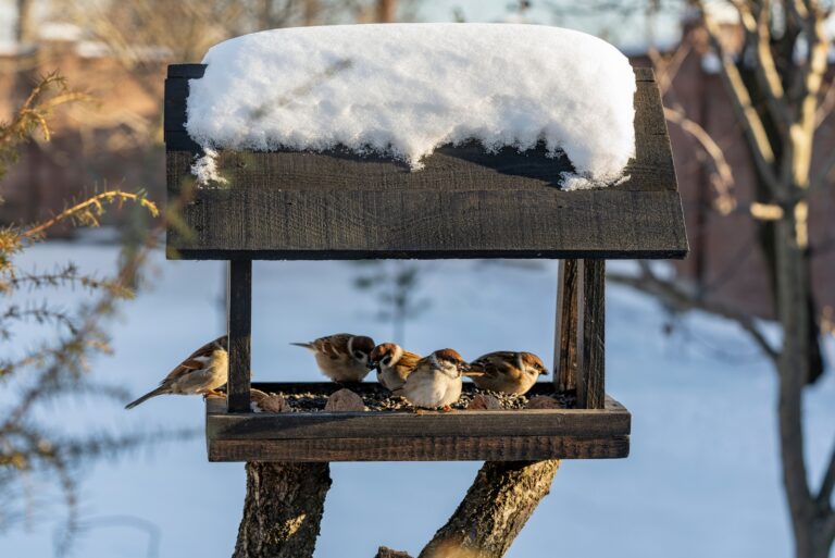 birds feeder (featured image)