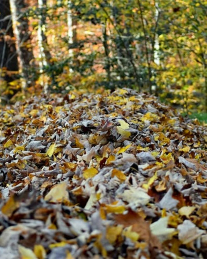 Leave Leaf Piles in Garden Corners