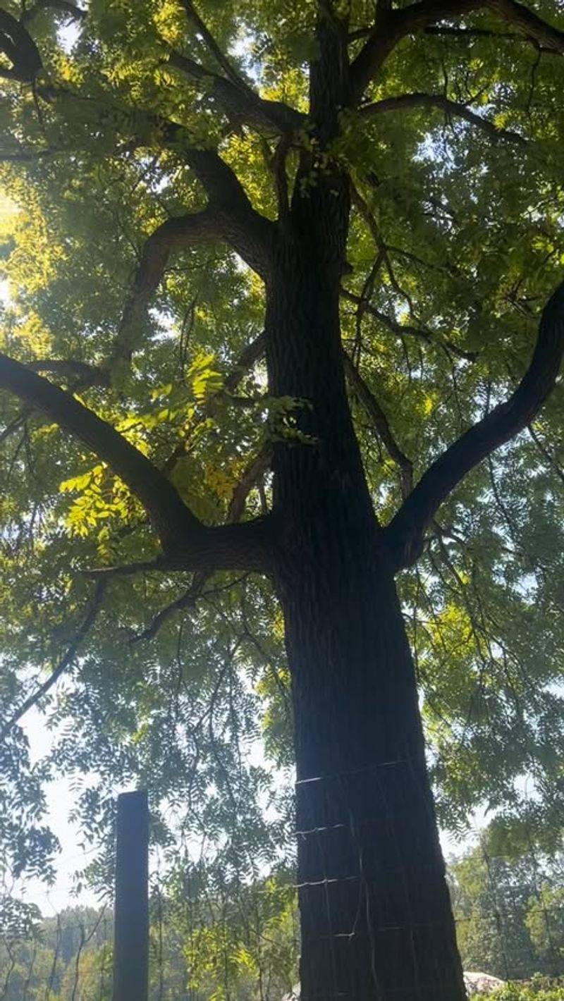 Under Black Walnut Trees