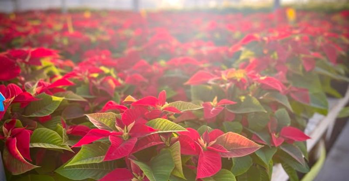 7 Steps Ohio Shoppers Follow To Choose The Healthiest Poinsettias Every Holiday Season