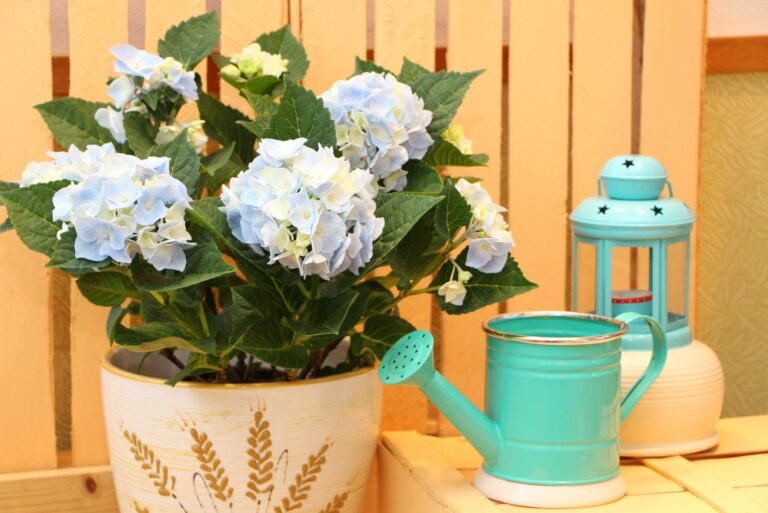 blue flower hydrangea in a pot