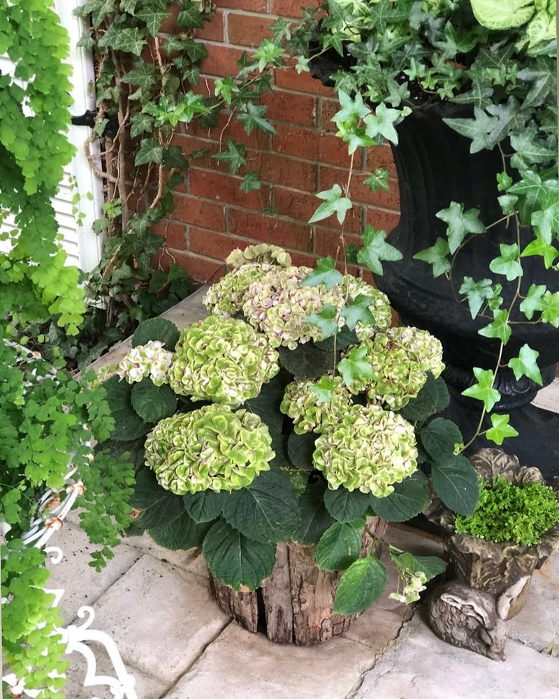 Reduce Your Watering Schedule Gradually