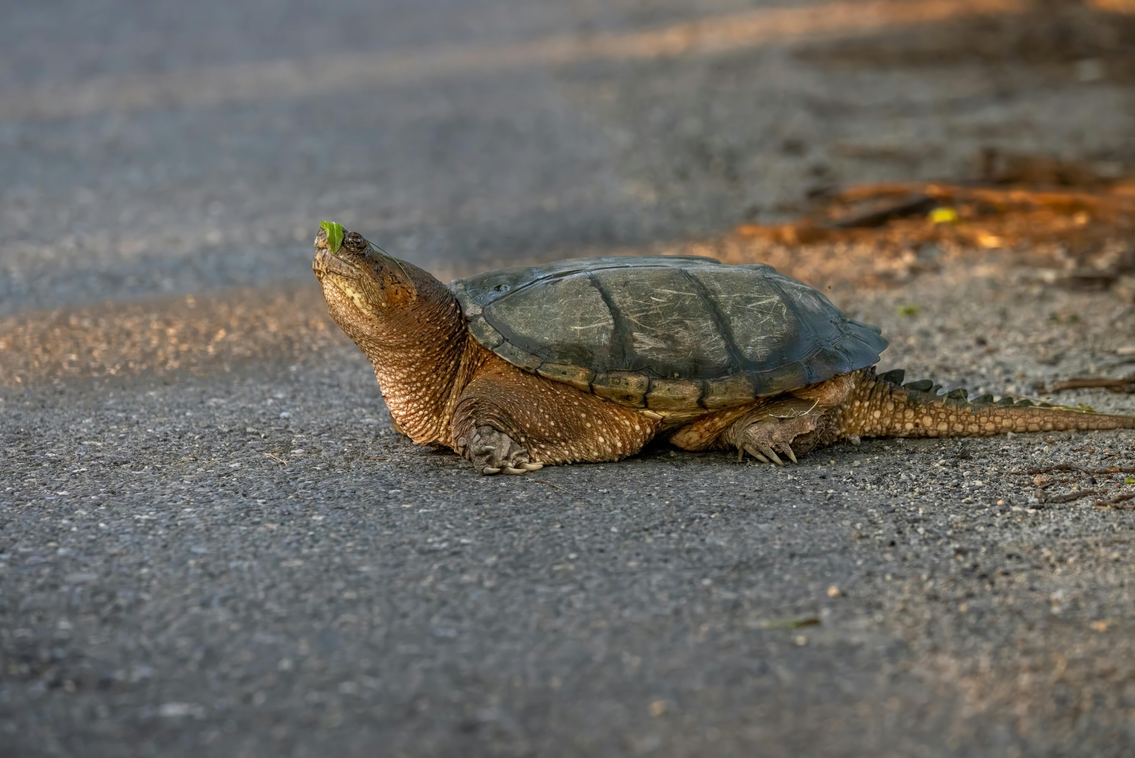 7 Steps To Take When You Find A Turtle In A Louisiana Yard