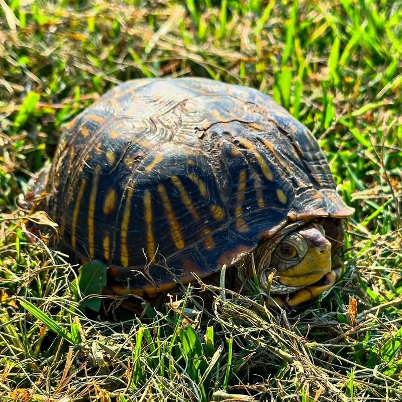 Observe From A Safe Distance First