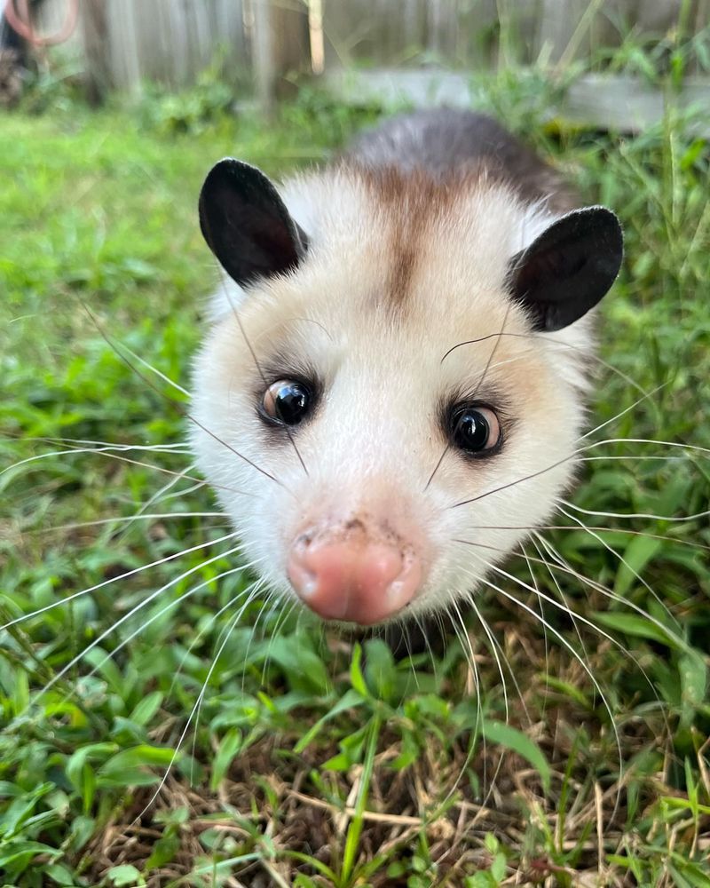 Possums Are Actually Helping Your Property