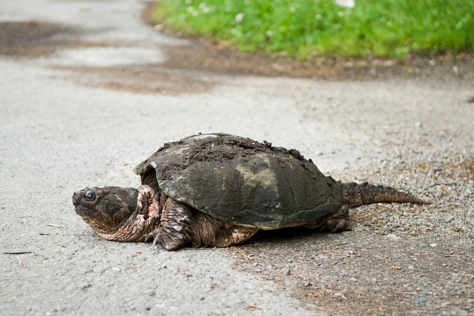 7 Things Iowa Homeowners Should Do When They Spot A Turtle Outside