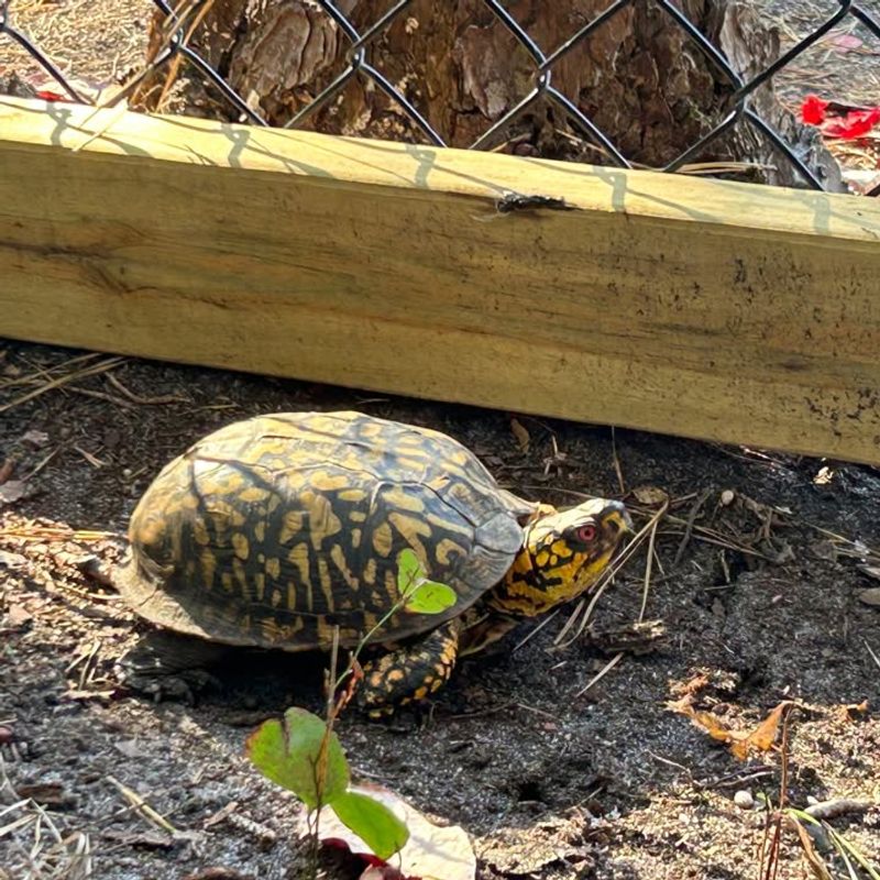 Observe From A Safe Distance First