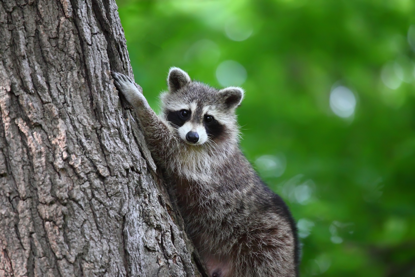 7 Things North Carolina Residents Need To Know Before Moving A Raccoon