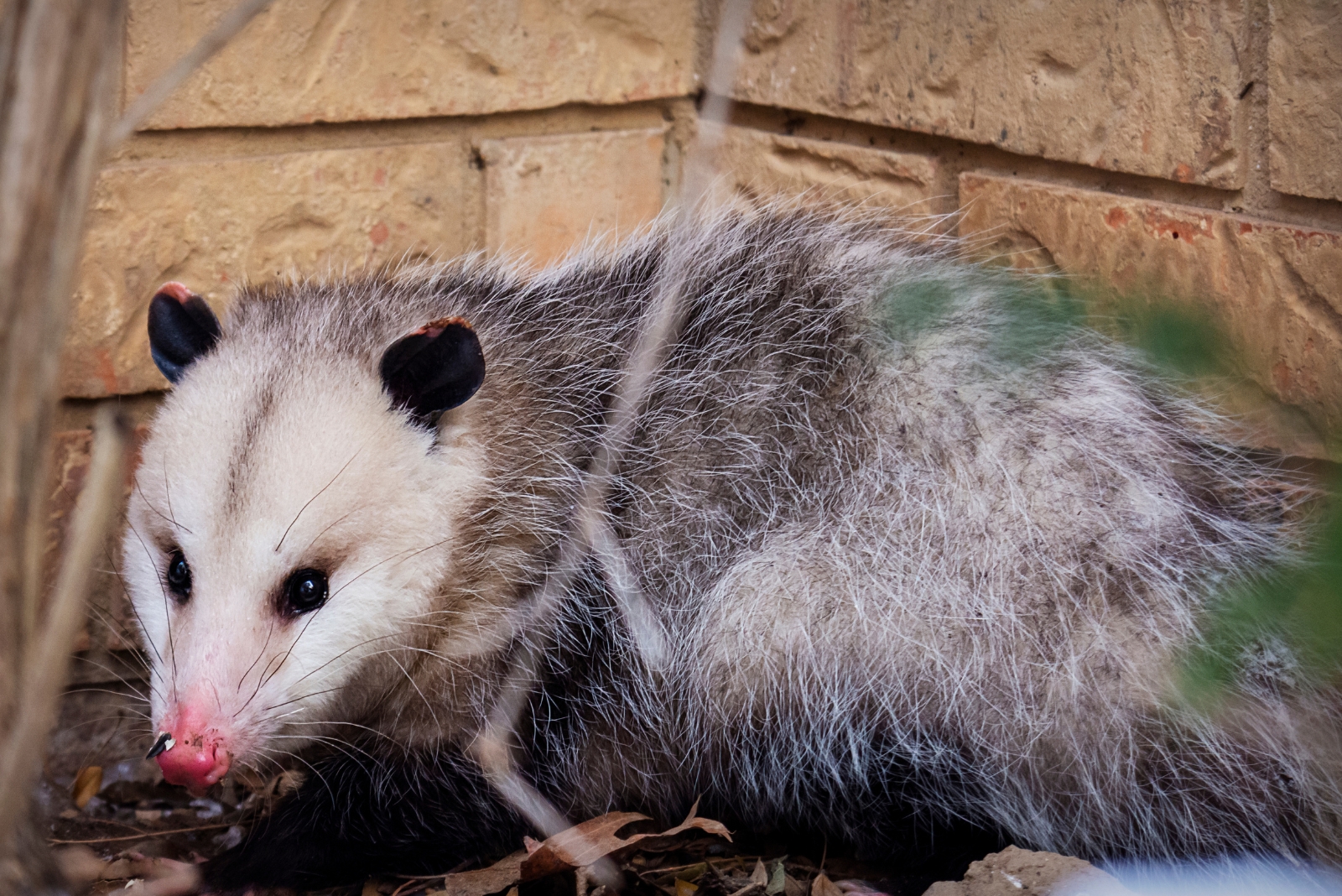 7 Things To Understand Before You Try Removing Possums In Illinois