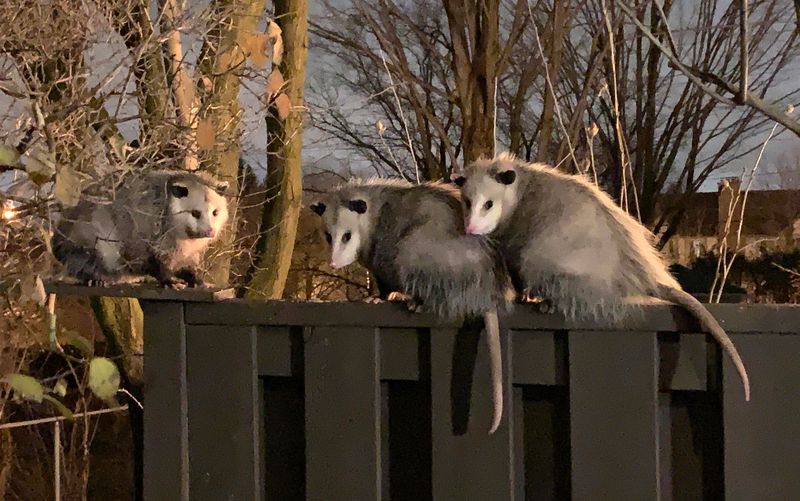 Legal Regulations and Wildlife Laws