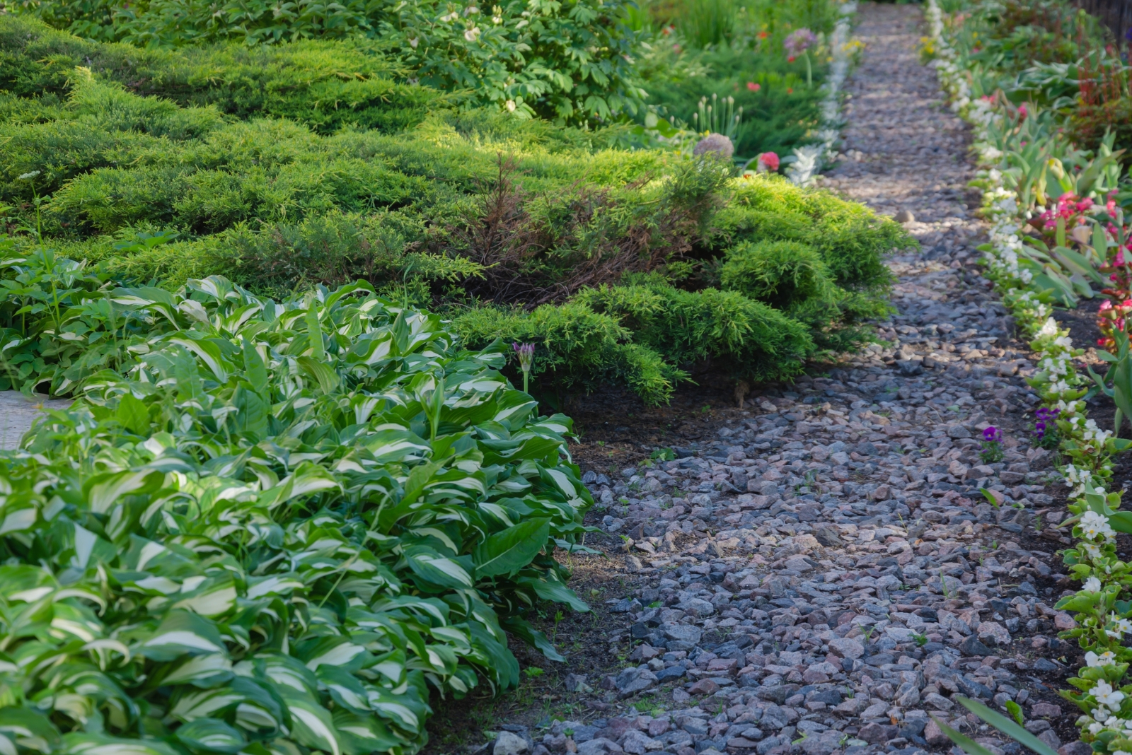 7 Tips For Growing Perennials In Gravel Without Compromising Their Health In California