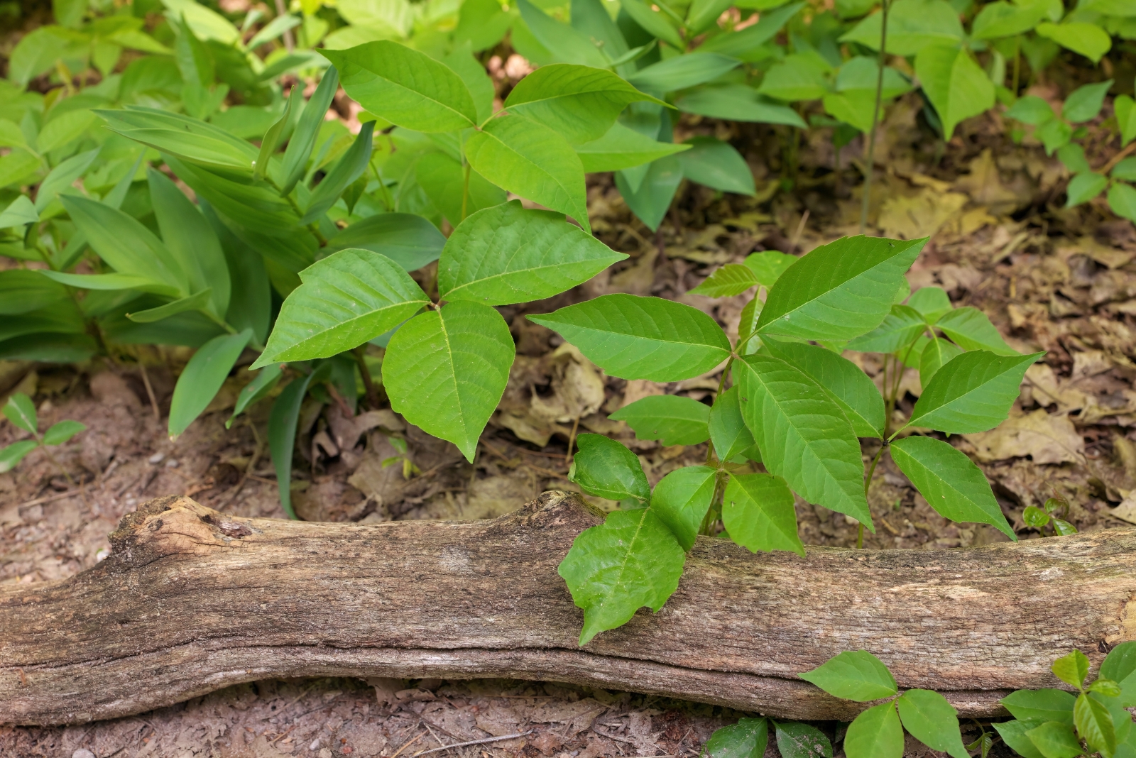 7 Tips For Identifying And Removing Poisonous Plants In Your Texas Yard