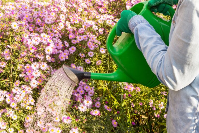 Gardener farmer watering pink purple autumn aster flowers