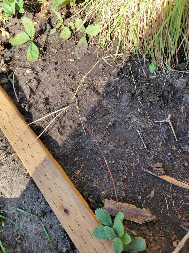 Understand Your Soil Type First