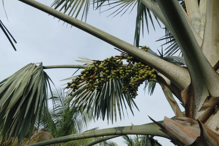 A close-up shot of a palm tree with a large cluster of green, unripe fruits hanging from a frond