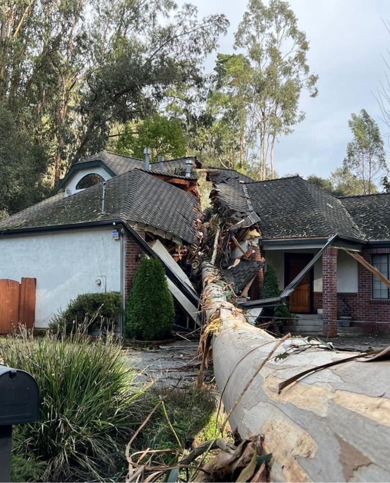 Eucalyptus Trees Near Structures