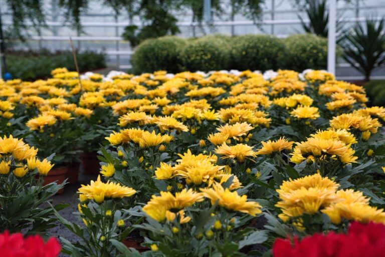 mums (featured image)