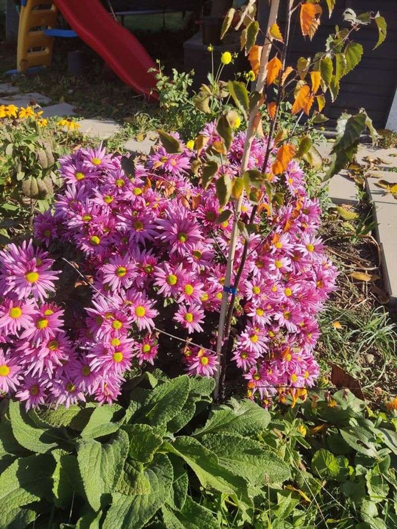 Water Consistently But Don't Overdo It