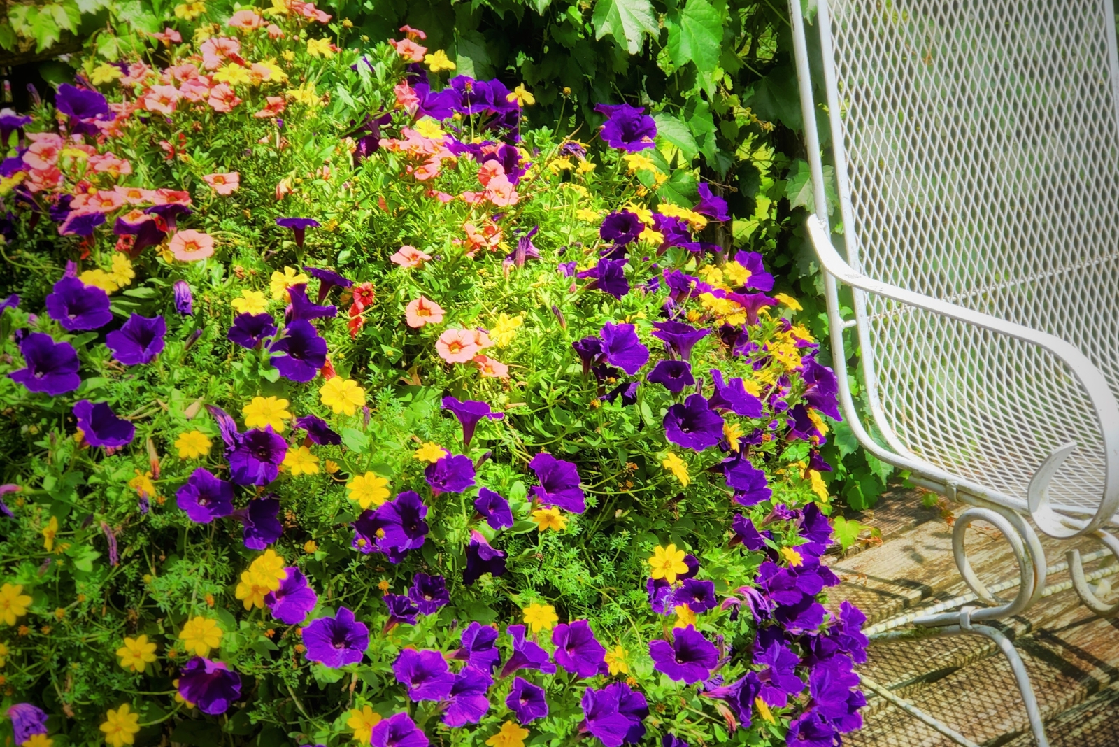 7 Ways Petunias Can Refresh Your California Patio Garden