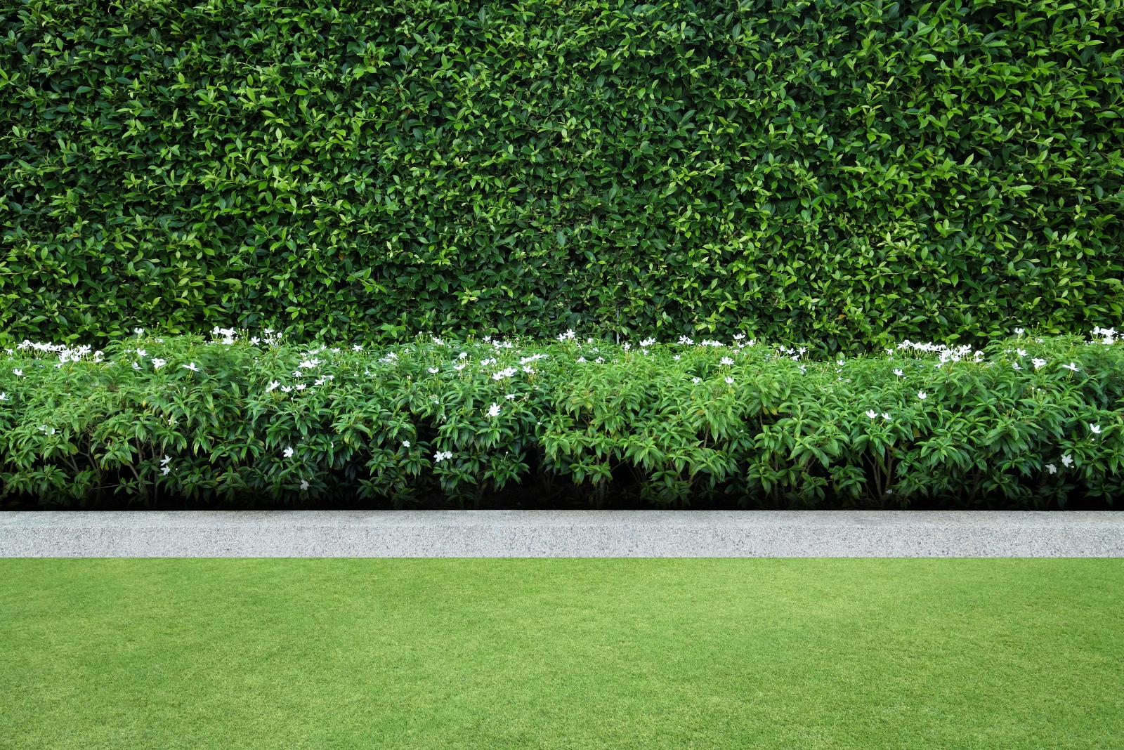 shrubs (featured image)