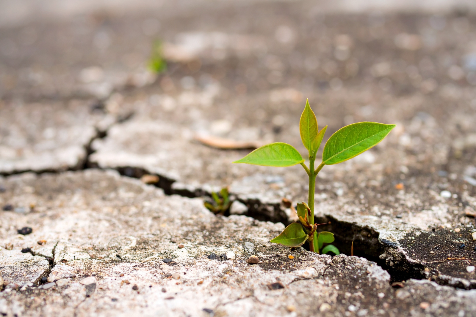 7 Ways To Prevent Weeds From Growing In Concrete Cracks In Florida