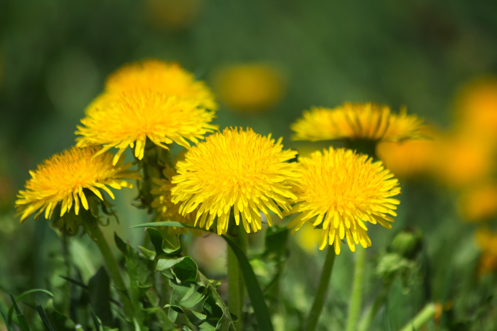 7 Weeds That Reveal The Health Of Your Soil In Florida