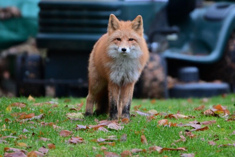 red fox in a yard