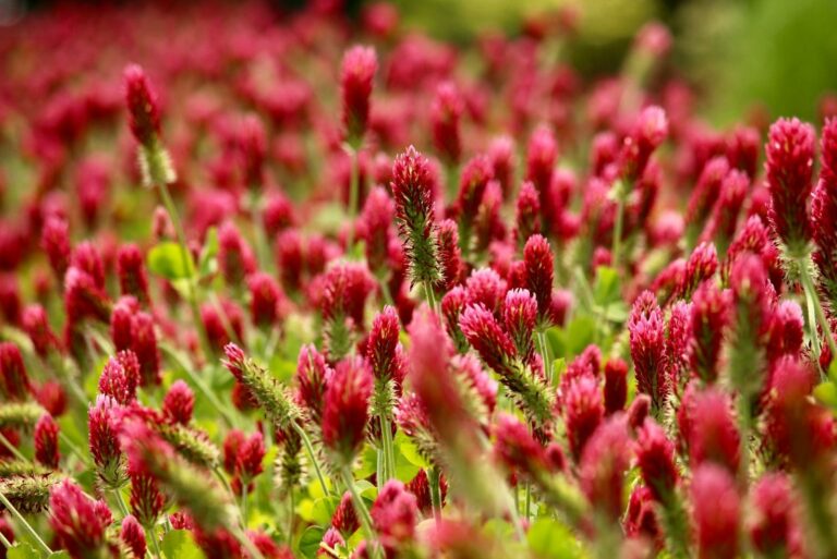 Crimson Clover