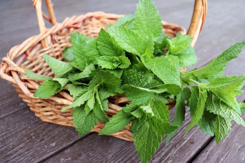 8. Free Herbs For Cooking Adventures