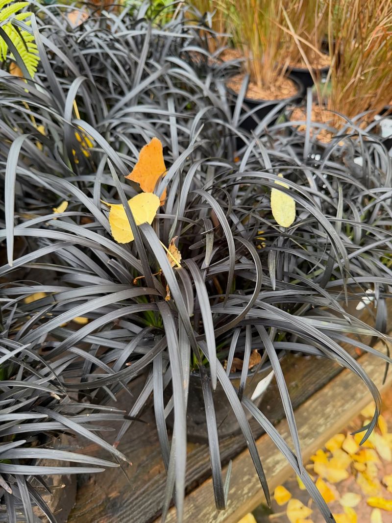 8. Black Mondo Grass