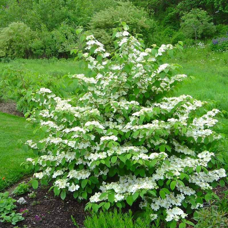 8. Viburnum