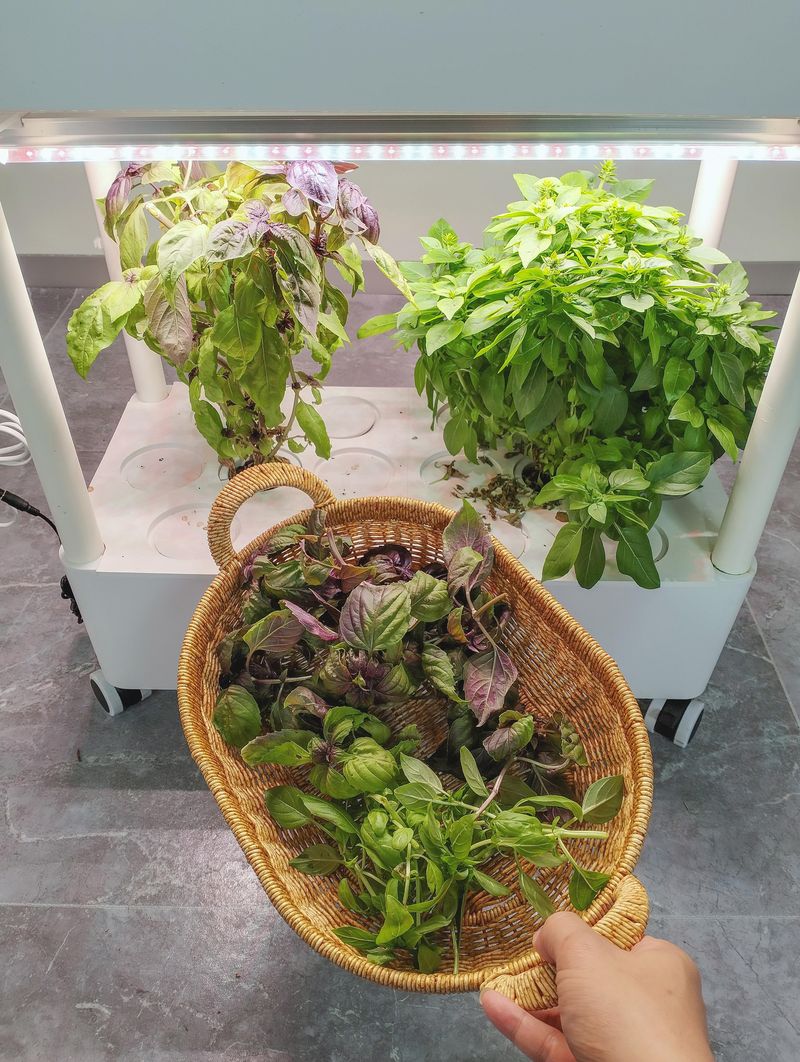 8. Prune And Harvest Frequently