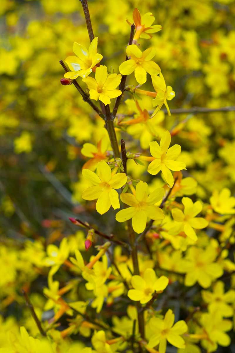 8. Winter Jasmine