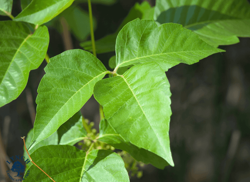 8. Professional Removal Service