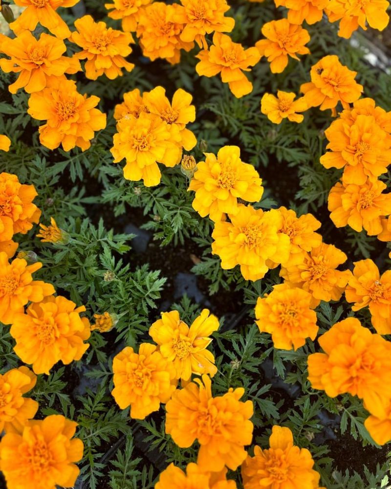 8. Marigolds