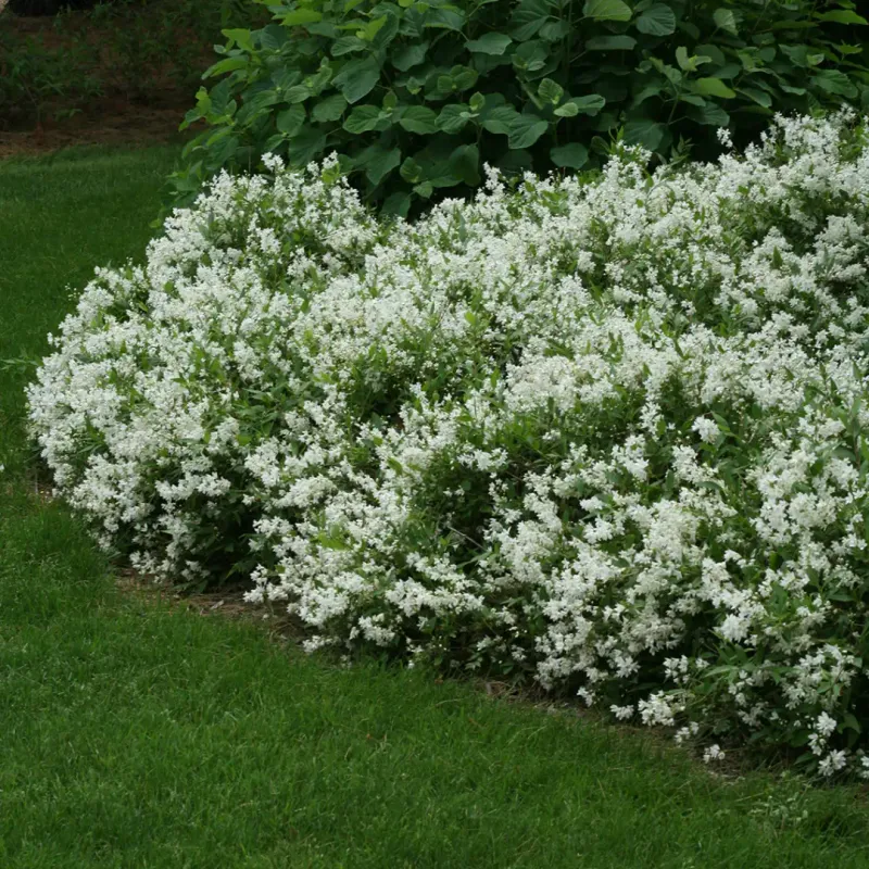 8. Deutzia