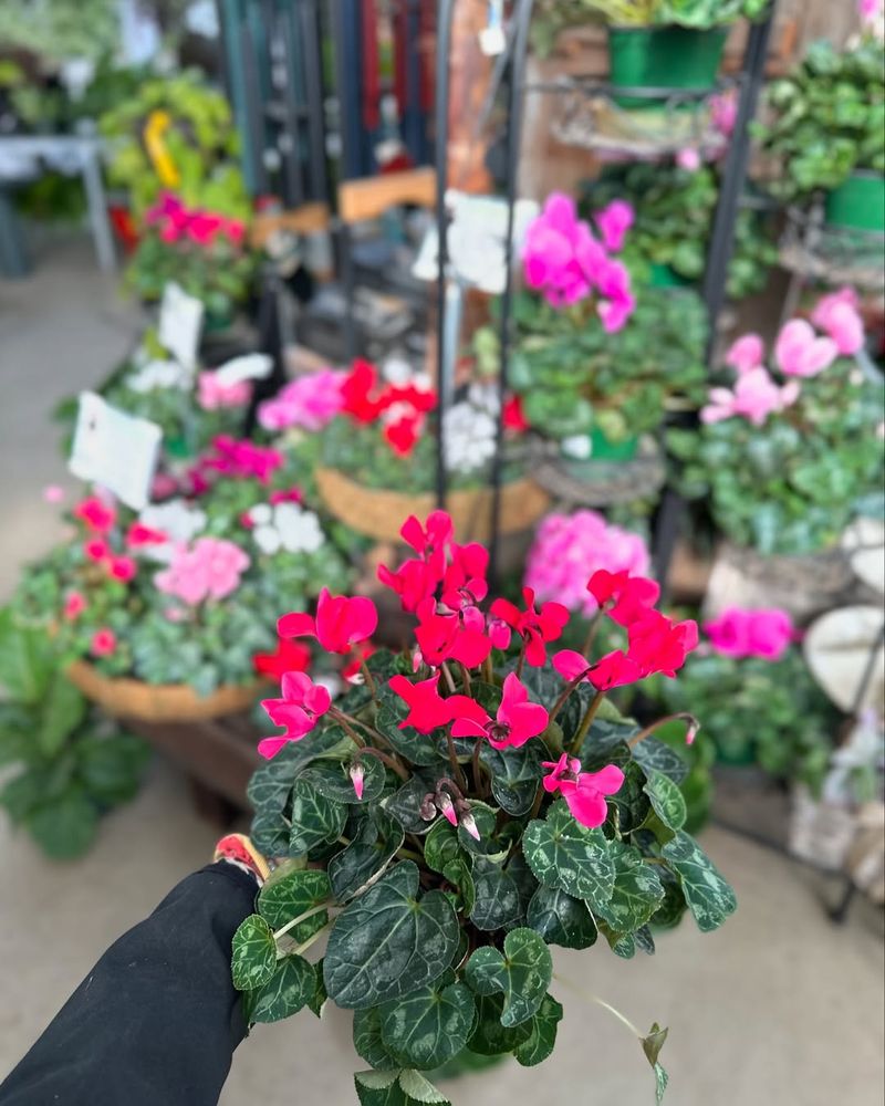 8. Cyclamen