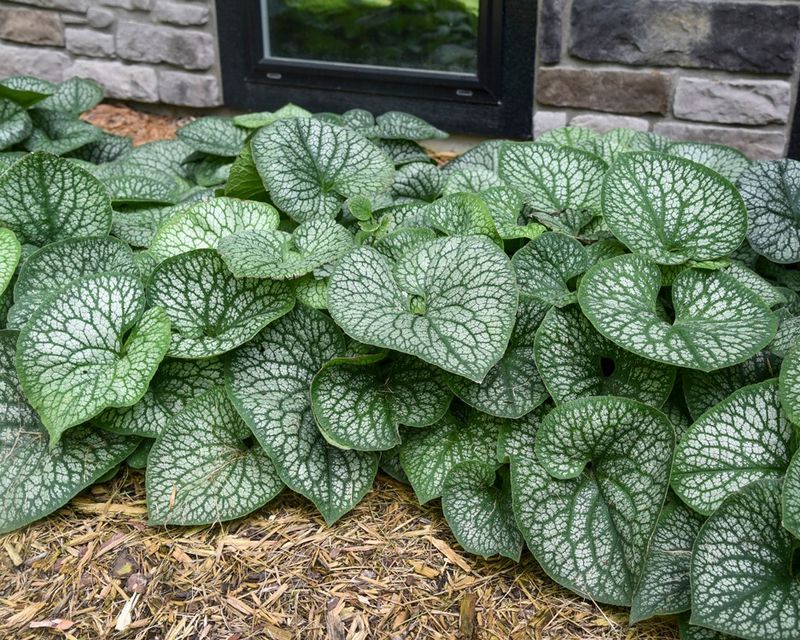 8. Brunnera